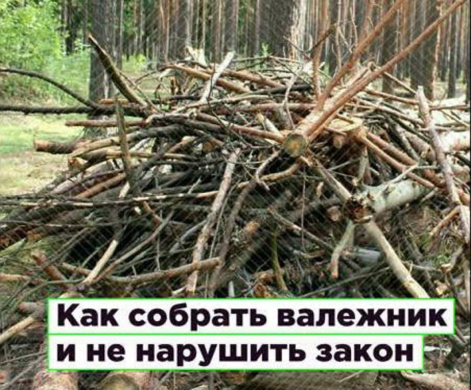 Как собрать валежник и не нарушить закон?. Как собрать валежник и не нарушить закон?.
